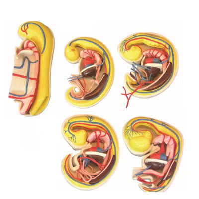 消化、呼吸、泌尿生殖、體腔的發(fā)生解剖示教模型 YJ/ZZ2017