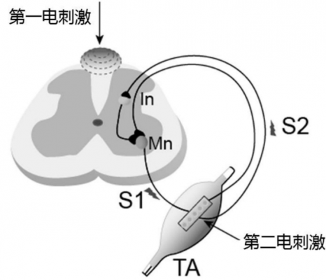 體外脊髓神經刺激測試系統(tǒng)3599