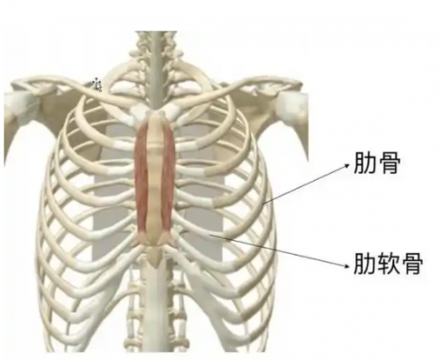 肋骨板系統(tǒng) 貝思達