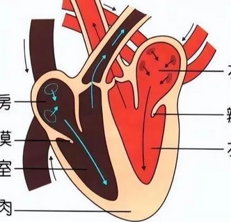 s3ctf129愛德華經(jīng)導(dǎo)管主動脈瓣膜系統(tǒng)