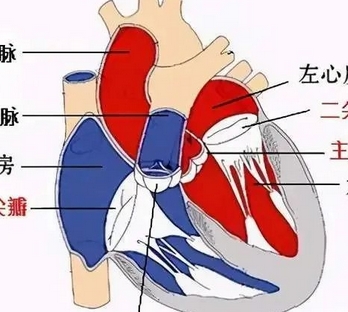 美敦力evproplus-34us經導管主動脈瓣膜系統(tǒng)